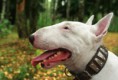 /album/fotogaleria/bull-terrier-jpg/