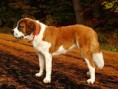 /album/fotogaleria/a250px-st-bernard-dog-001-jpg1/