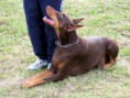 /album/fotogaleria/dobermann-echado-jpg1/