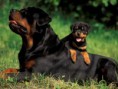 /album/fotogaleria/rottweiler-jpg1/